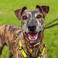 Sponsor Dog Success Benny