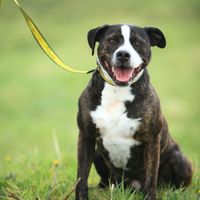 Sponsor Dog Success Eric