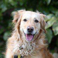 Sponsor Dog Success Honey