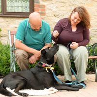 Bear a black crossbreed dog, sitting on the floor whilst his new owners sit on a bench looking down at him. 