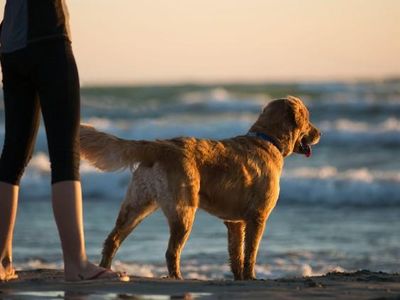 Measuring the Human-Canine Animal Bond: Research 