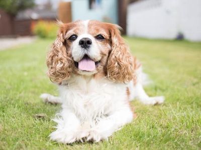 Longevity of UK Dog Breeds: Research 