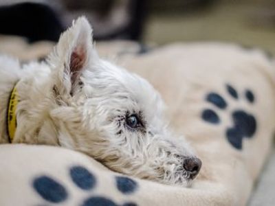 Helping a dog cope with the loss of another pet