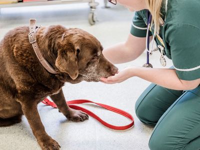 Why join the Dog Friendly Clinic Scheme?