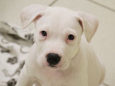 Buying a dog or puppy safely