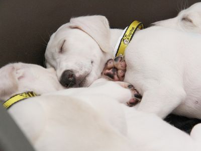 Why does your dog twitch, whimper or howl while asleep?