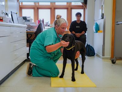 How to perform a health check on your dog