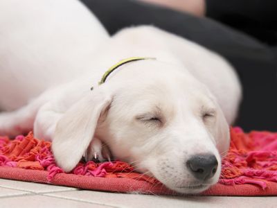 First nights with a new puppy