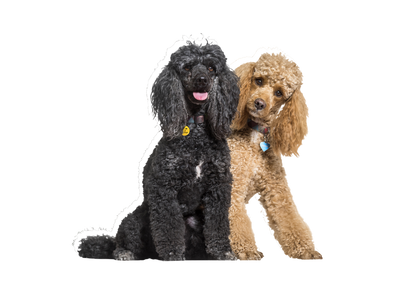 Poodle