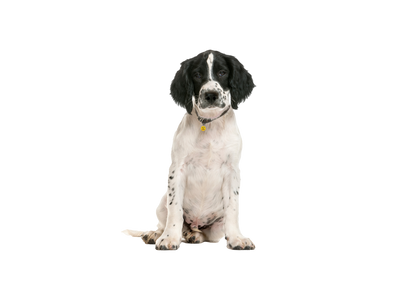 Springer Spaniel
