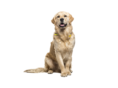 An adult Golden Retriever sitting down.