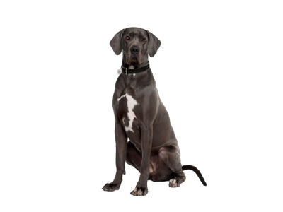 Great Dane dog on white transparent background
