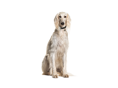 Saluki
