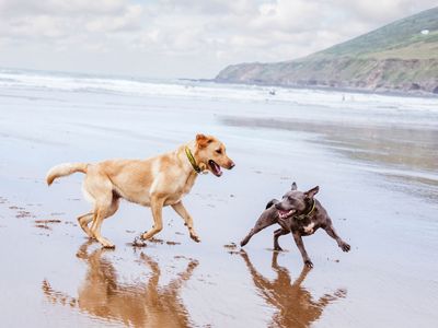 An overview of canine communication