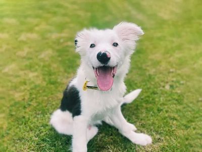 What vaccinations does my puppy need?