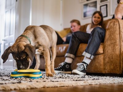 Keeping your dog entertained while working from home