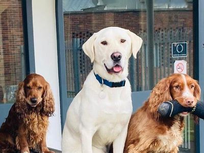 UK Pet Dog Population Project: Research 