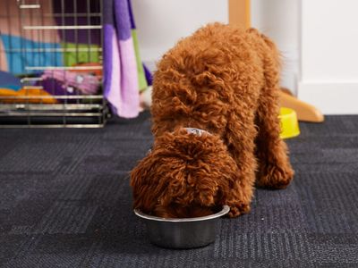 How much water should a dog drink? 
