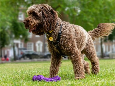 Preventing pet theft and what to do if a dog is stolen