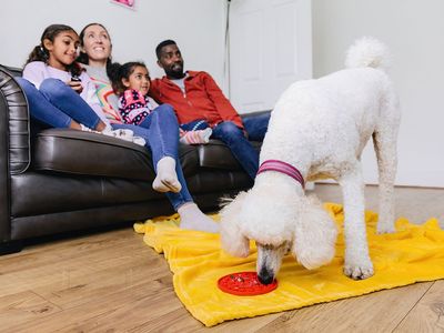 Ten tips to make your home dog-friendly 