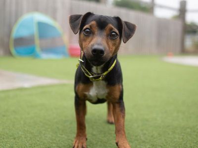 How to solve common puppy problems