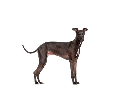 Image of a black Italian Greyhound behind a white background. 