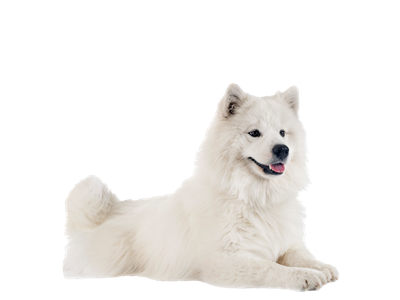 A all white samoyed dog lying down.