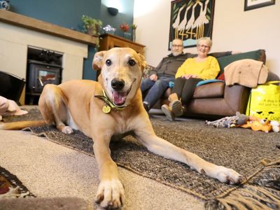 How to help a rescue dog get settled into your home