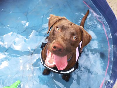 Dog dental hygiene and how to clean your dog's teeth