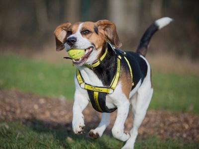 How to train your dog to wear a harness