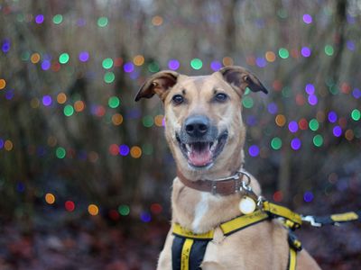 How to keep your celebrations dog-friendly