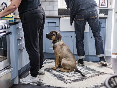 Items in the home and garden that are poisonous to dogs
