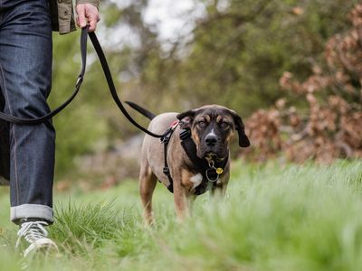 How to take your puppy for their first walk