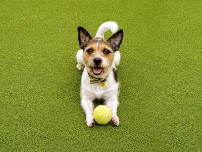 Dog bowling: Teach your dog to ten pin bowl 