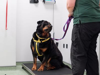 How to get your dog used to being weighed on the scales