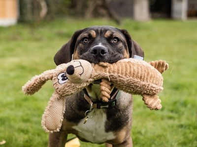Help dogs now and in the future