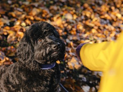 Support for dog owners struggling financially