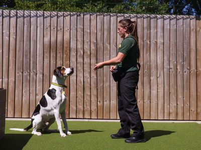 How to train your dog to stay 
