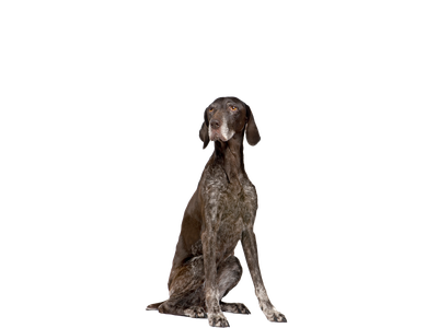 Image of a senior brown and black and white spotted German Shorthaired Pointer behind a transparent background