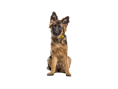 A young black and tan German Shepherd dog in front of a transparent background