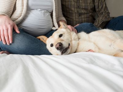 How to prepare your dog for a new baby