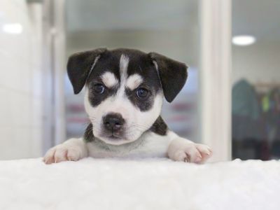 How to choose a puppy from a litter