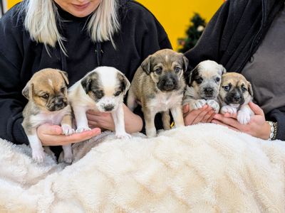 Generation Pup: Research