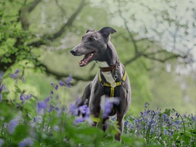The top 10 big dogs that need adopting