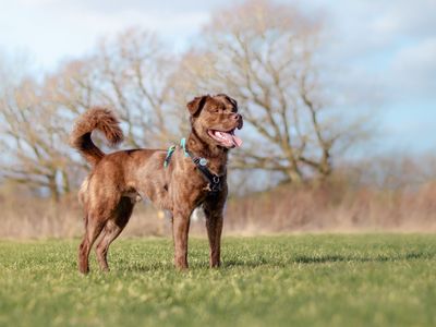 What to do if you've found a stray dog