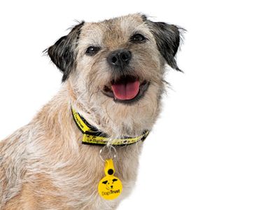 National Dog Survey 2025