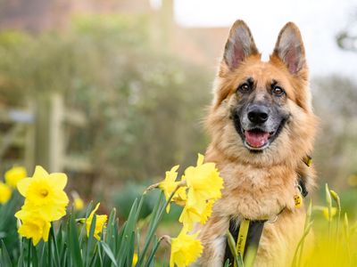 Dogs Trust publishes annual report for 2024 