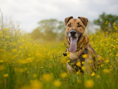 Long-time Underdog Moose finds his forever