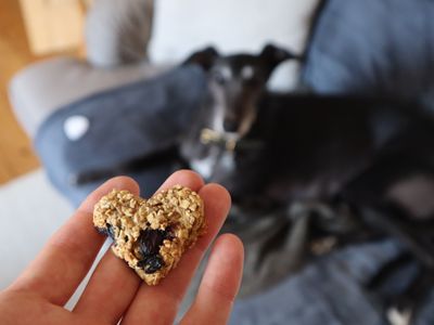 Dog-friendly oat biscuits recipe