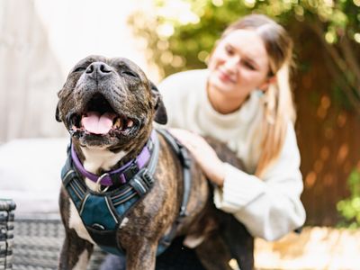 Foster a dog for someone experiencing domestic abuse